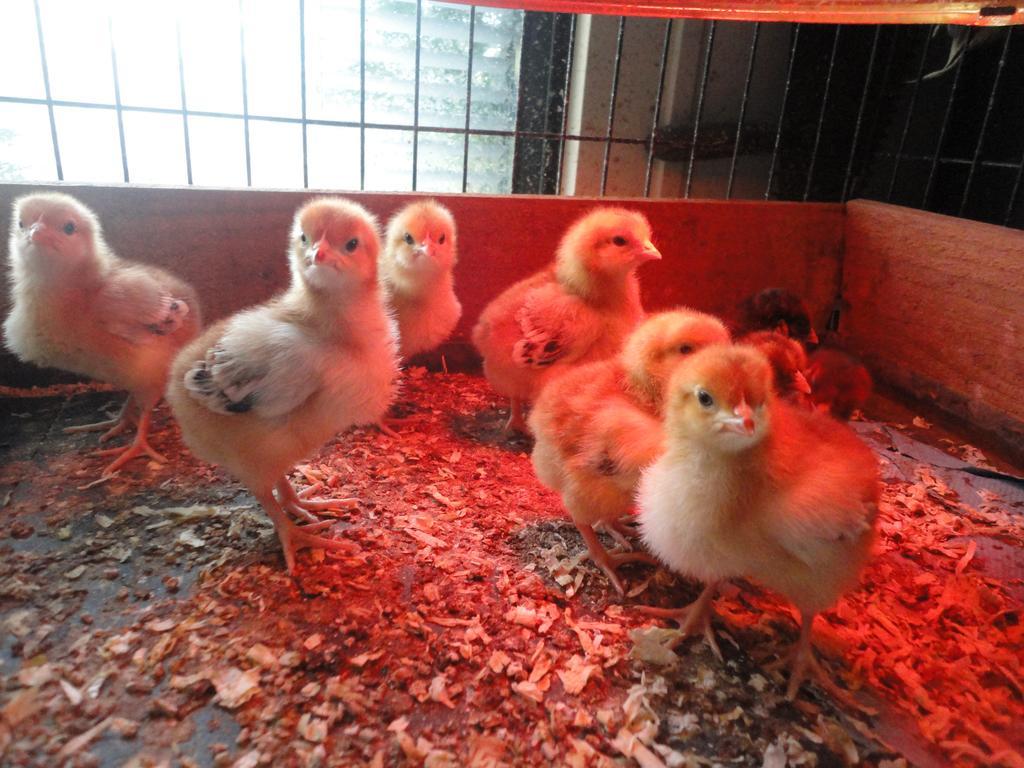 Willow Court Farm The Lodge & Petting Farm, 8 Mins From Legoland & Windsor, 15 Mins From Lapland Uk エクステリア 写真