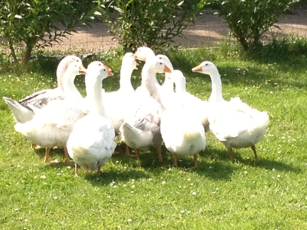 Willow Court Farm The Lodge & Petting Farm, 8 Mins From Legoland & Windsor, 15 Mins From Lapland Uk エクステリア 写真