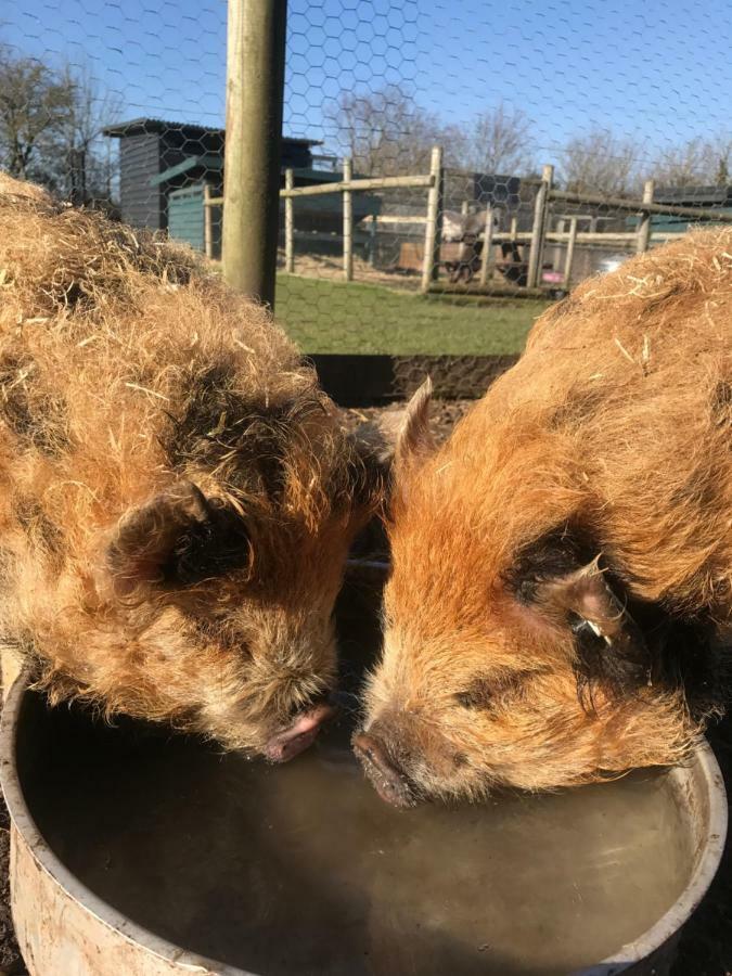 Willow Court Farm The Lodge & Petting Farm, 8 Mins From Legoland & Windsor, 15 Mins From Lapland Uk エクステリア 写真
