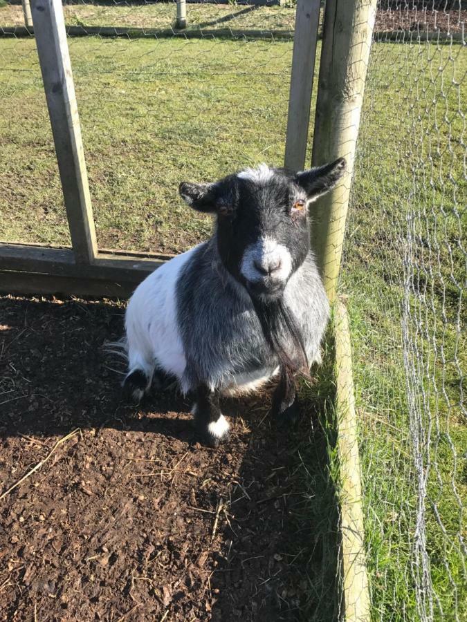 Willow Court Farm The Lodge & Petting Farm, 8 Mins From Legoland & Windsor, 15 Mins From Lapland Uk エクステリア 写真