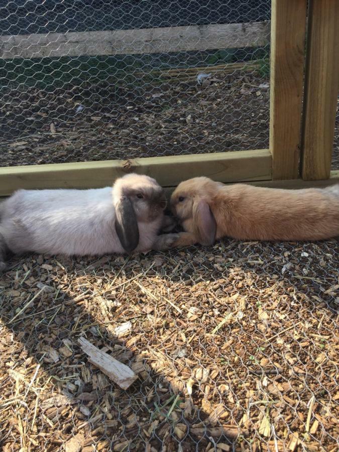 Willow Court Farm The Lodge & Petting Farm, 8 Mins From Legoland & Windsor, 15 Mins From Lapland Uk エクステリア 写真