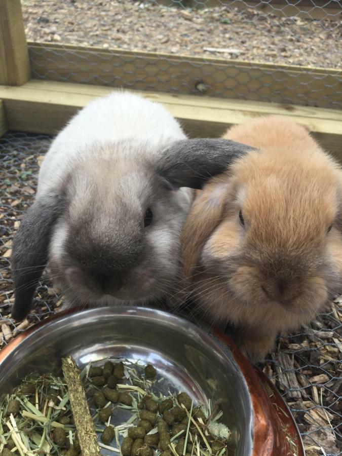 Willow Court Farm The Lodge & Petting Farm, 8 Mins From Legoland & Windsor, 15 Mins From Lapland Uk エクステリア 写真