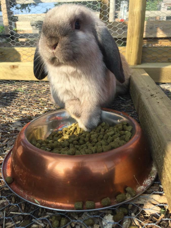 Willow Court Farm The Lodge & Petting Farm, 8 Mins From Legoland & Windsor, 15 Mins From Lapland Uk エクステリア 写真
